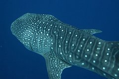 Whale_Shark-171